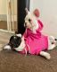 French Bulldog Puppies for sale in New Bedford, MA, USA. price: $4,000
