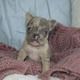 French Bulldog Puppies for sale in Germany, TX 75835, USA. price: NA