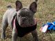 French Bulldog Puppies for sale in Lehigh Acres, FL, USA. price: $2,000