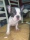French Bulldog Puppies for sale in North Springfield, VA 22151, USA. price: NA