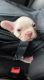 French Bulldog Puppies for sale in Lincoln, RI, USA. price: NA