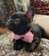 French Bulldog Puppies for sale in Cromwell, IN 46732, USA. price: NA