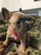 French Bulldog Puppies for sale in Santa Maria, CA, USA. price: $4,000