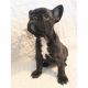 French Bulldog Puppies for sale in Oskaloosa, KS 66066, USA. price: $2,500