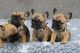 French Bulldog Puppies for sale in Paulison Ave, Clifton, NJ 07011, USA. price: $2,000