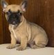 French Bulldog Puppies for sale in Milwaukee, WI, USA. price: $4,000