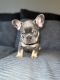 French Bulldog Puppies for sale in Nottingham, NH, USA. price: $3,400