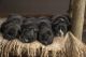 French Bulldog Puppies for sale in Macomb, MI 48044, USA. price: $3,500