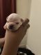 French Bulldog Puppies for sale in Sandusky, OH 44870, USA. price: NA