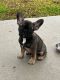 French Bulldog Puppies for sale in Pensacola, FL, USA. price: $3,000