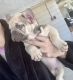 French Bulldog Puppies for sale in Dade City, FL, USA. price: $7,000