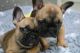 French Bulldog Puppies for sale in Paulison Ave, Clifton, NJ 07011, USA. price: $1,200