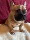 French Bulldog Puppies for sale in Lucas County, OH, USA. price: NA