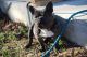French Bulldog Puppies for sale in Mineral Wells, MS 38654, USA. price: NA