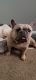 French Bulldog Puppies for sale in Detroit, MI, USA. price: $2,500