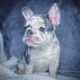 French Bulldog Puppies for sale in Dix Hills, NY, USA. price: $5,500