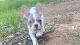 French Bulldog Puppies for sale in Escondido, CA, USA. price: $4,000