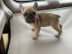 French Bulldog Puppies for sale in Fontana, CA 92337, USA. price: $2,500