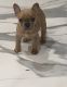 French Bulldog Puppies for sale in Verona, NJ, USA. price: NA