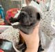 French Bulldog Puppies for sale in Ocala, FL 34473, USA. price: $700,000