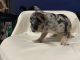 French Bulldog Puppies for sale in Homestead, FL, USA. price: $3,500