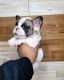 French Bulldog Puppies for sale in Reading, PA, USA. price: NA