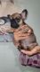 French Bulldog Puppies for sale in Reading, PA, USA. price: $3,000