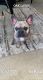 French Bulldog Puppies for sale in Oak Lawn, IL 60453, USA. price: $7,000