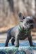 French Bulldog Puppies for sale in 236 Underhill Ave, Brooklyn, NY 11238, USA. price: NA