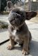 French Bulldog Puppies for sale in Fredericksburg, VA 22401, USA. price: $4,000