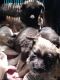French Bulldog Puppies for sale in Kangra, Himachal Pradesh 176001, India. price: 5000 INR