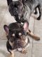French Bulldog Puppies for sale in Humble, TX 77339, USA. price: $3,000
