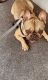 French Bulldog Puppies for sale in Nashville, NC 27856, USA. price: NA