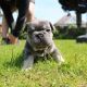 French Bulldog Puppies for sale in Jehosse St, Raleigh, NC 27616, USA. price: $900