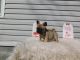 French Bulldog Puppies for sale in Virginia Beach, VA, USA. price: $2,500