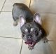 French Bulldog Puppies for sale in East Sparta, OH, USA. price: NA