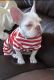 French Bulldog Puppies for sale in Fremont, CA, USA. price: $290,000