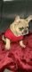 French Bulldog Puppies for sale in Kissimmee, FL, USA. price: $2,000