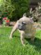 French Bulldog Puppies for sale in Troy, VA 22974, USA. price: $750