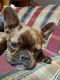 French Bulldog Puppies for sale in Piedmont, AL 36272, USA. price: NA