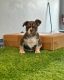 French Bulldog Puppies for sale in Boston, MA, USA. price: $5,000