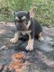 French Bulldog Puppies for sale in Duluth, GA 30097, USA. price: $5,000