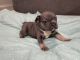 French Bulldog Puppies for sale in Palm Springs, FL 33461, USA. price: NA