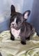 French Bulldog Puppies for sale in Cable, OH 43009, USA. price: $3,500