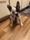 French Bulldog Puppies for sale in Clackamas, OR, USA. price: $4,500