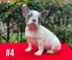 French Bulldog Puppies for sale in Baltimore, MD, USA. price: $7,000