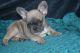 French Bulldog Puppies for sale in 5900 Bent Pine Dr, Orlando, FL 32822, USA. price: $4,000