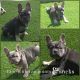 French Bulldog Puppies for sale in Adelanto, CA, USA. price: $4,500