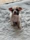 French Bulldog Puppies for sale in Lawrenceville, GA, USA. price: $3,500
