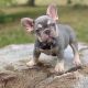 French Bulldog Puppies for sale in 1664 J St, Las Vegas, NV 89106, USA. price: NA